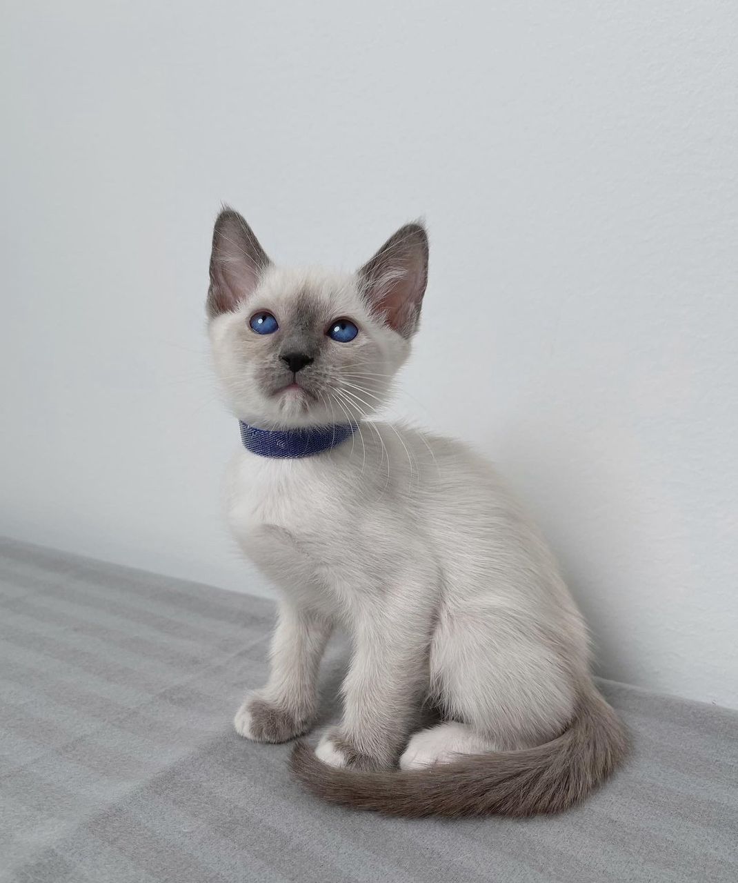 Adopt Pearl - Image 3