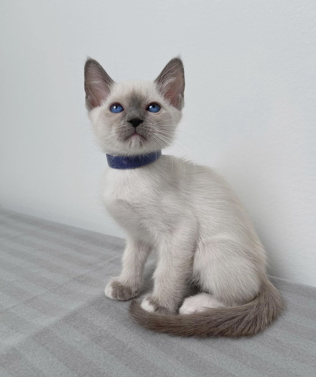 Adopt Pearl - Image 4