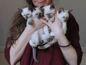 types of siamese cats to buy 2025