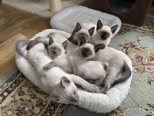 siamese kittens for sale online 2025